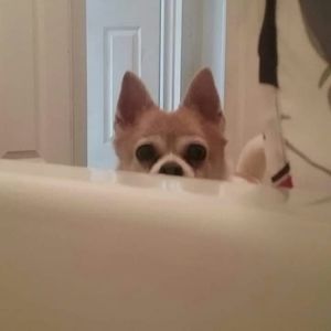 Meet your Posher, Ellen